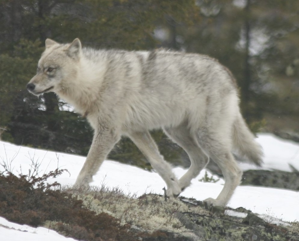 Great Plains Wolf (Canis lupus nubilus) – The Wolf Intelligencer