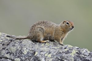 Arctic Ground Squirrel (Spermophilus parryii) – The Wolf Intelligencer