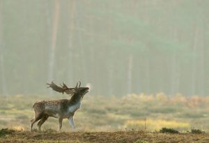 Fallow Deer (Dama dama) – Europe – The Wolf Intelligencer