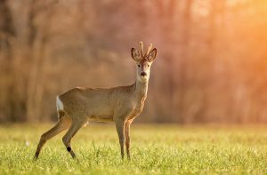 European Roe Deer (Capreolus capreolus) – The Wolf Intelligencer