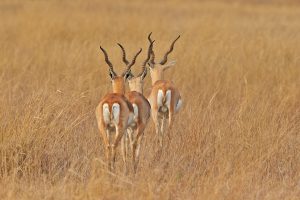 Antelope Indian Blackbuck (Antilope cervicapra) – The Wolf ...